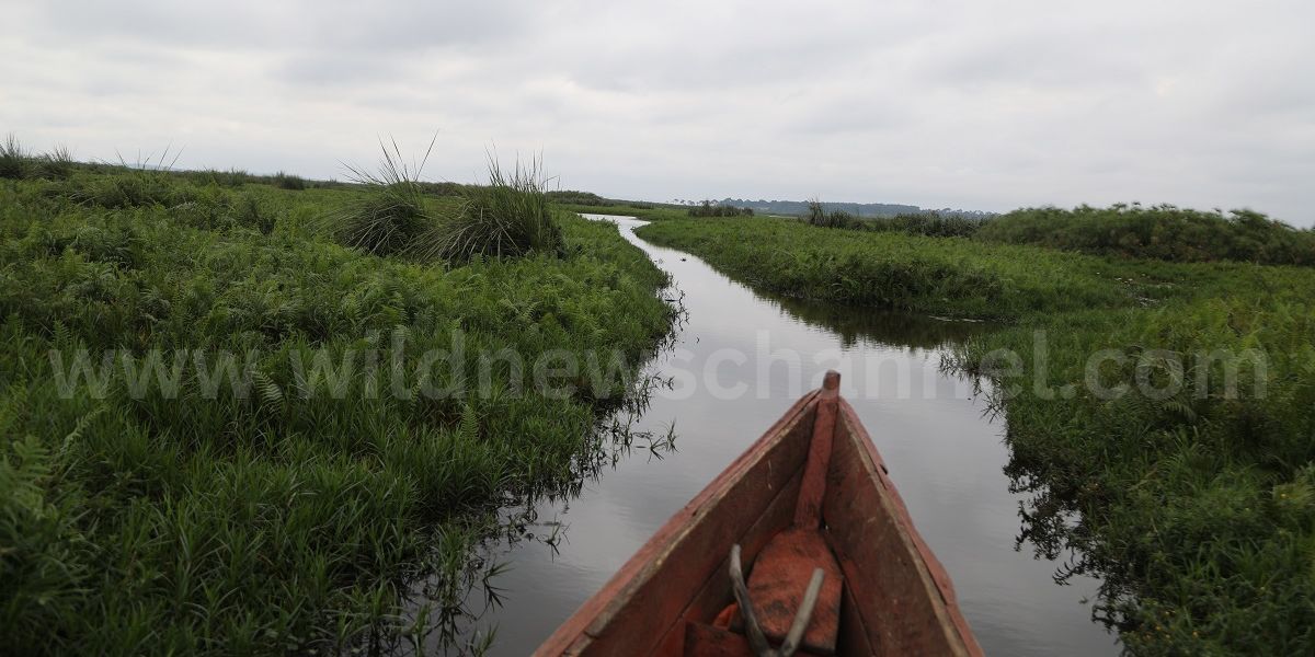 Mabamba swamp-Canoe-wildnewschannel