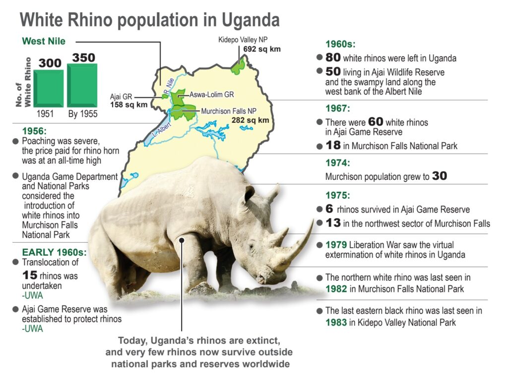 white rhino population in Uganda
